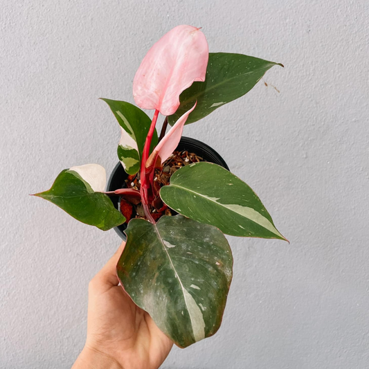 Pink Princess Philodendron Plant