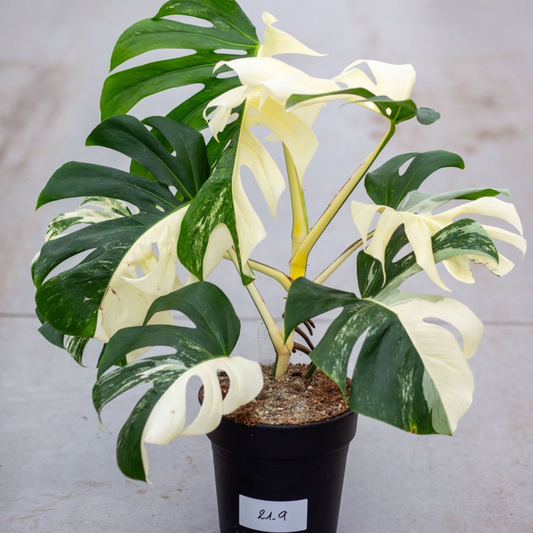 Monstera Albo Variegated Plant with Pot