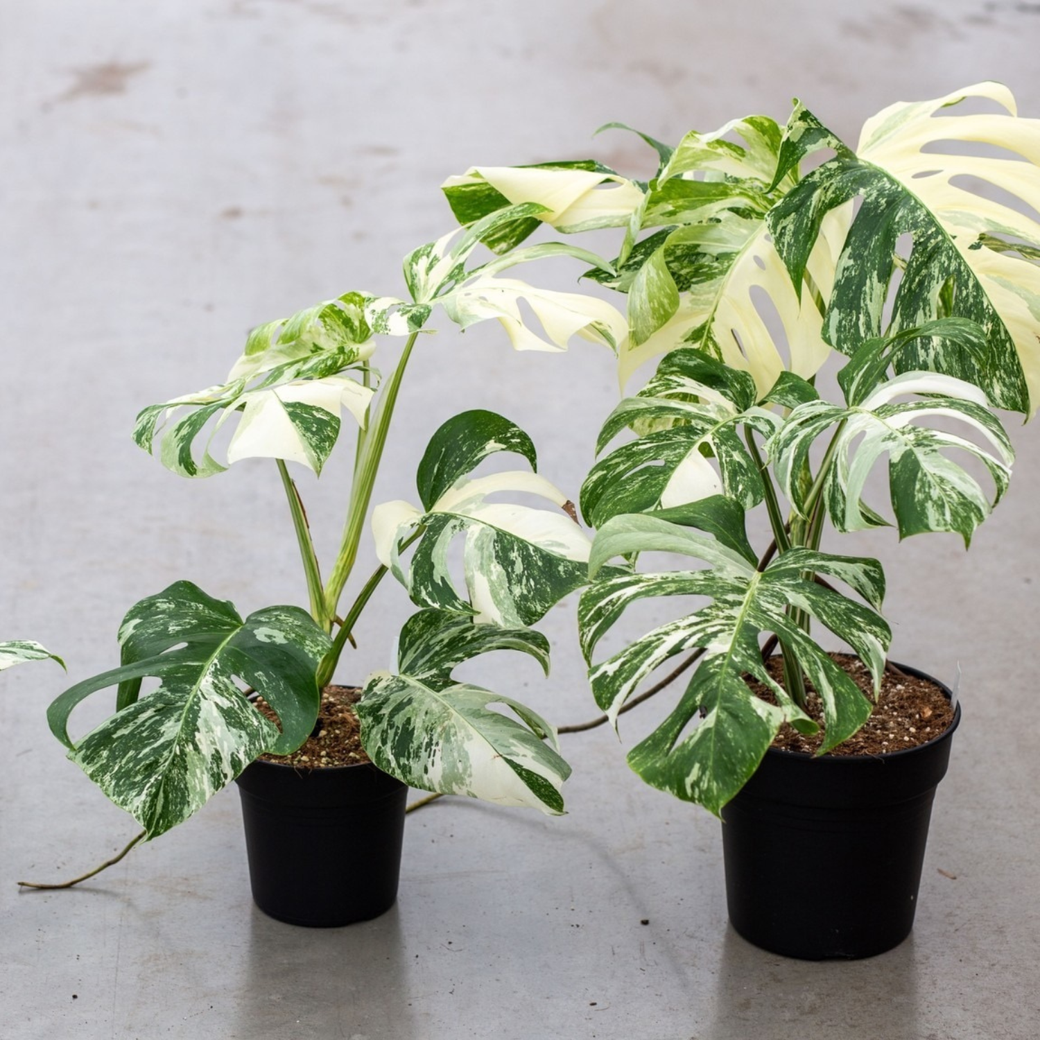 Monstera Albo High Variegated Plant