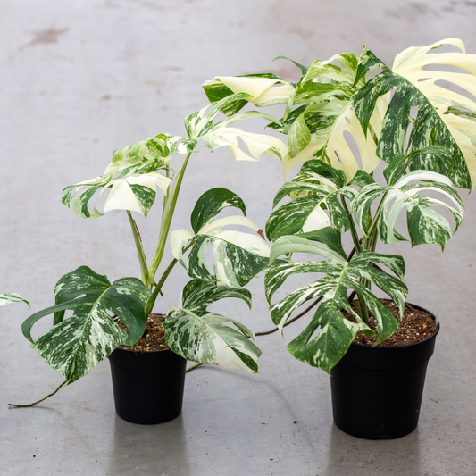 Monstera Albo High Variegated Plant