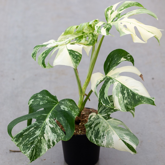 Monstera Albo High Variegated Plant