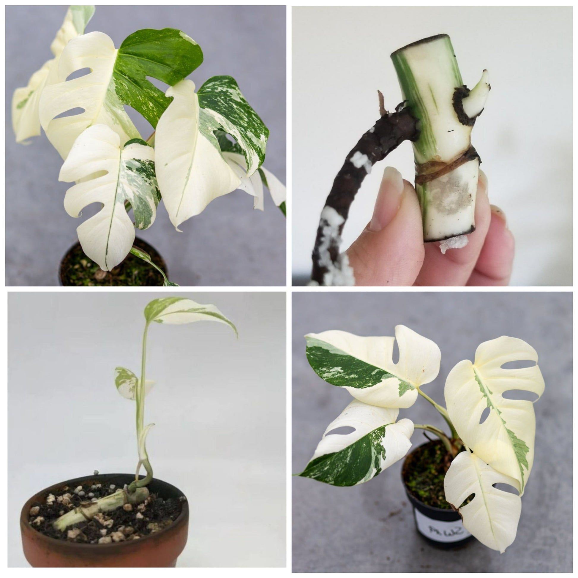 Monstera Albo High Variegated Cutting
