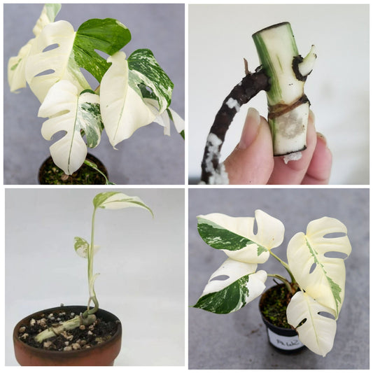 Monstera Albo High Variegated Cutting
