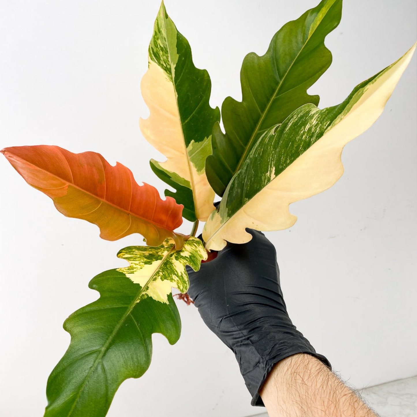 Caramel Marble Philodendron Plant