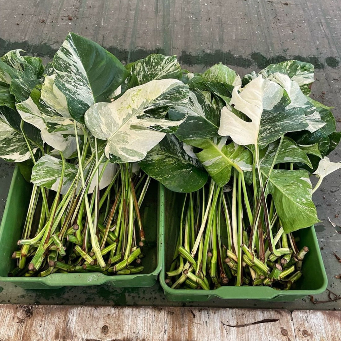 Monstera Albo High Variegated Cutting