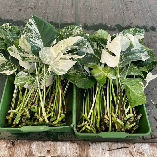Monstera Albo High Variegated Cutting