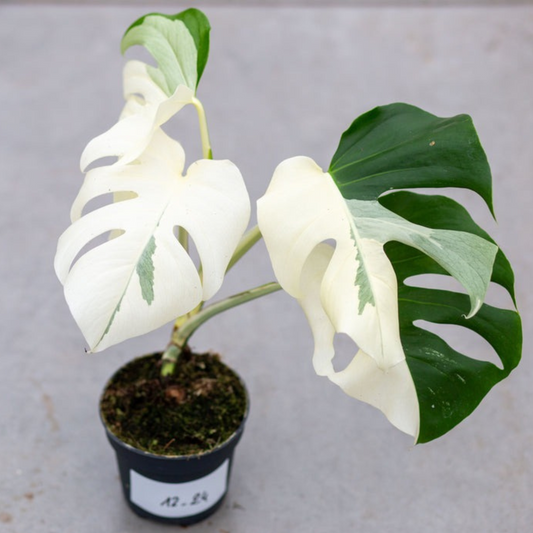 Monstera Half Moon White Albo Plant with Pot
