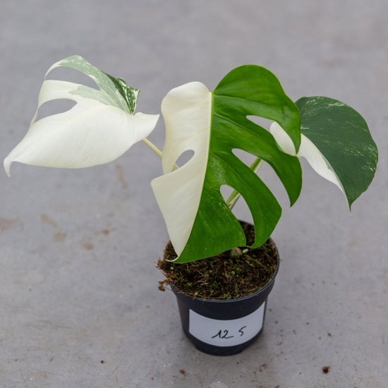 Monstera Half Moon White Albo Plant with Pot