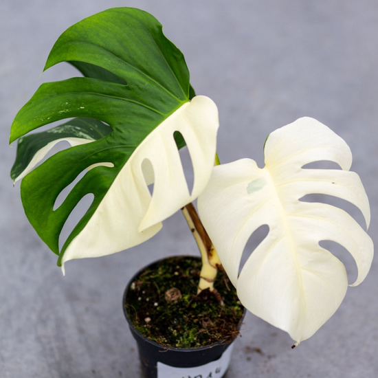 Monstera Half Moon White Albo Plant with Pot