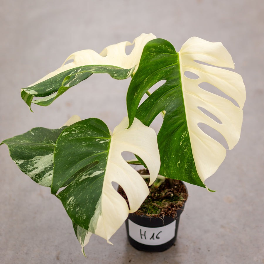 Monstera Half Moon White Albo Plant with Pot