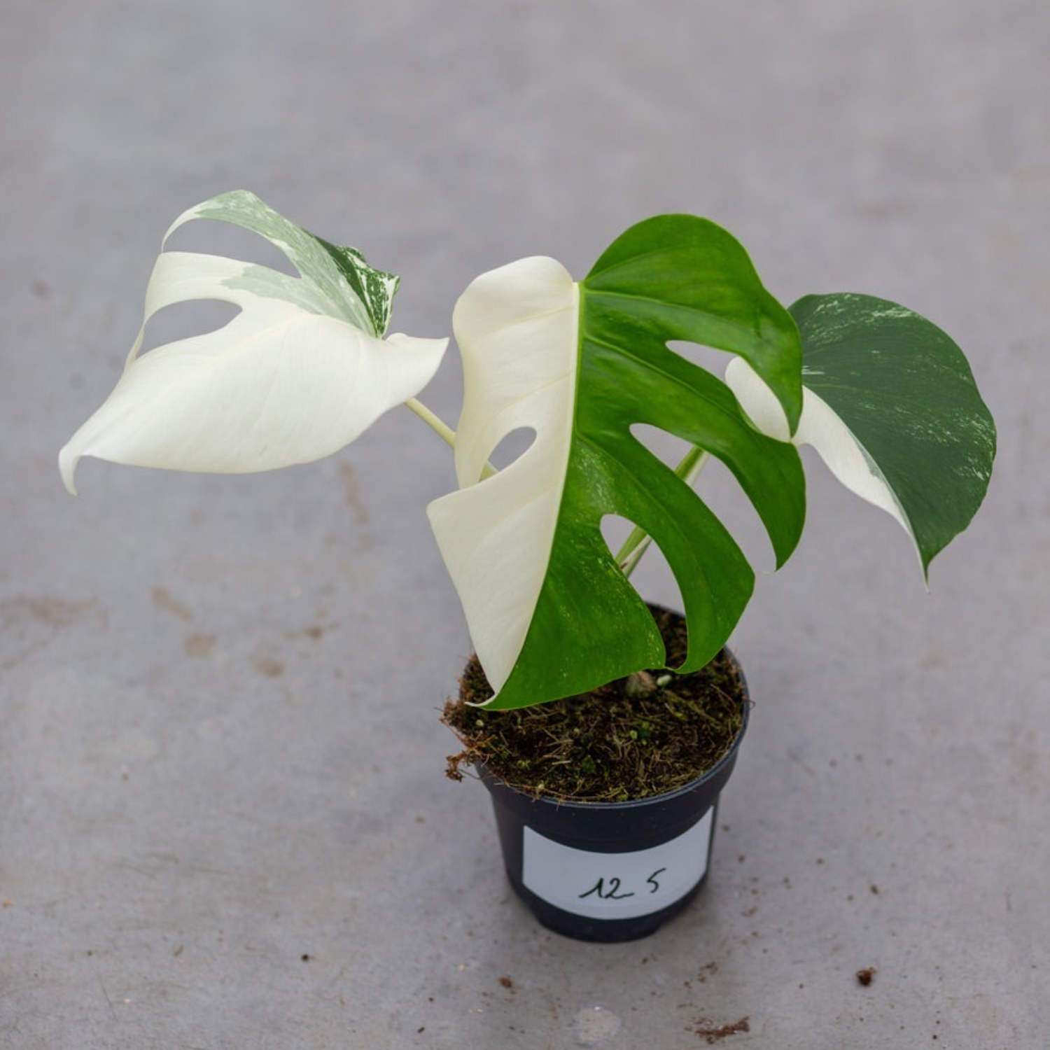 Monstera Half Moon White Albo Plant with Pot