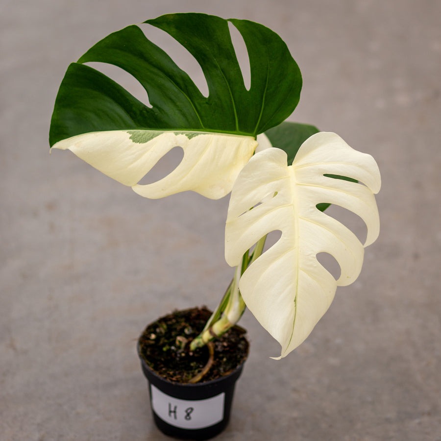 Monstera Half Moon White Albo Plant with Pot