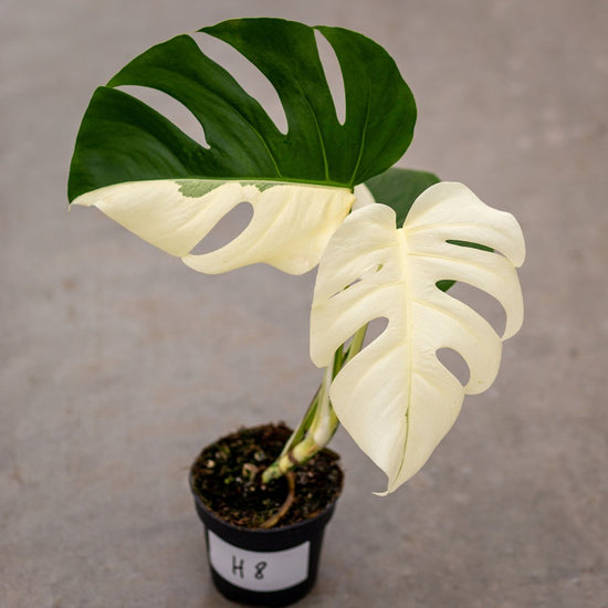 Monstera Half Moon White Albo Plant with Pot