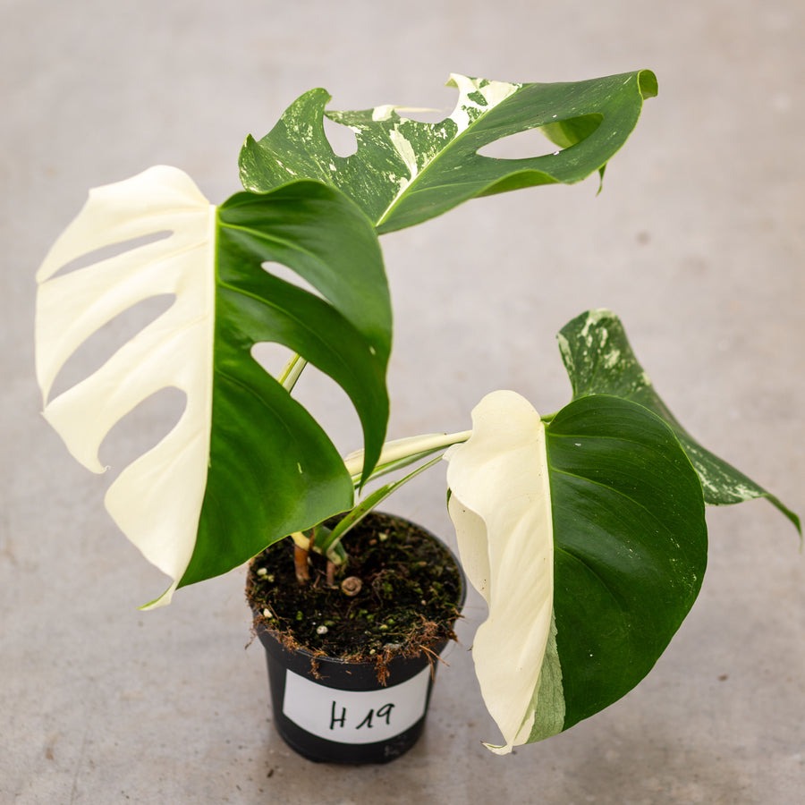 Monstera Half Moon White Albo Plant with Pot