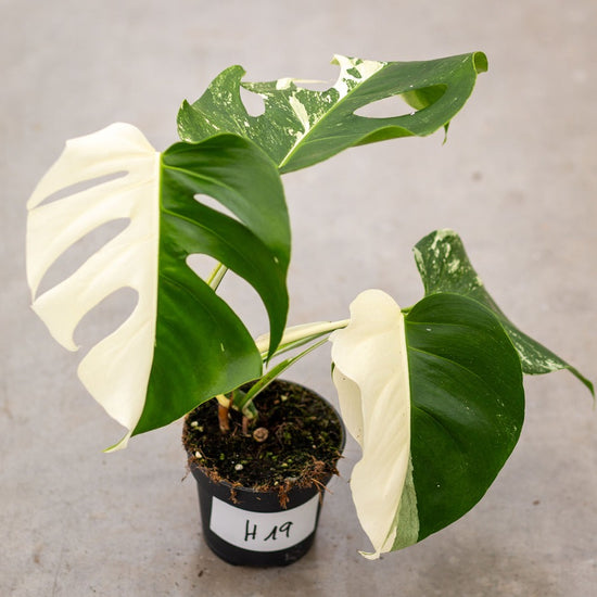 Monstera Half Moon White Albo Plant with Pot