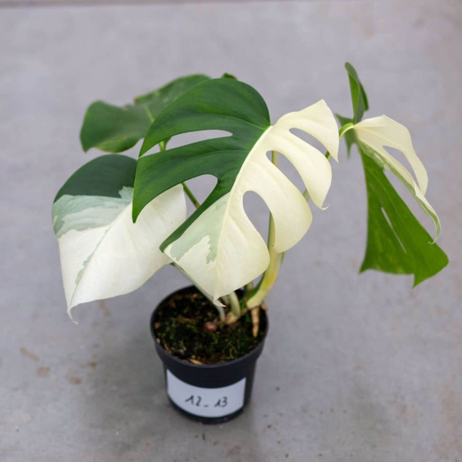 Monstera Half Moon White Albo Plant with Pot