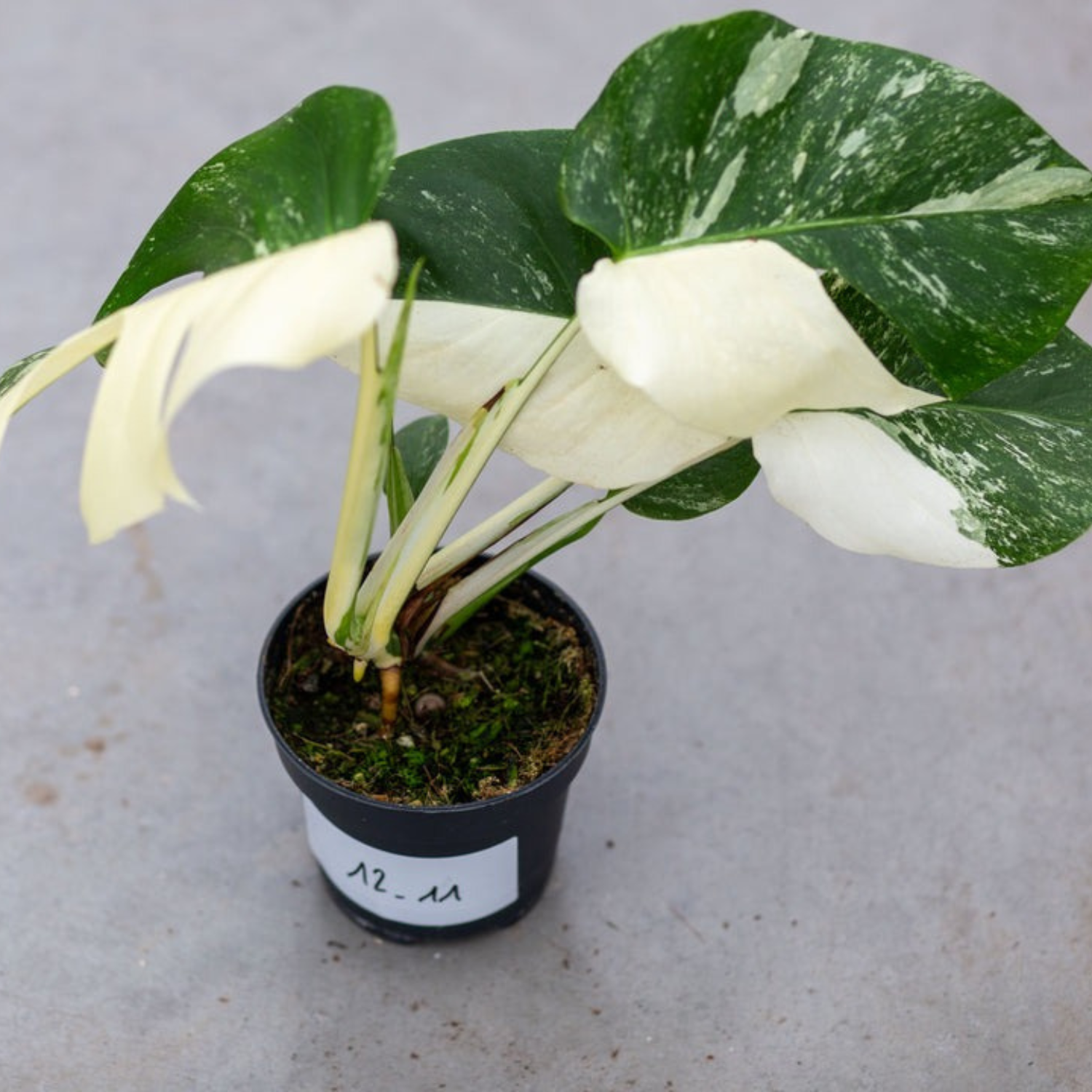 Monstera Half Moon White Albo Plant with Pot