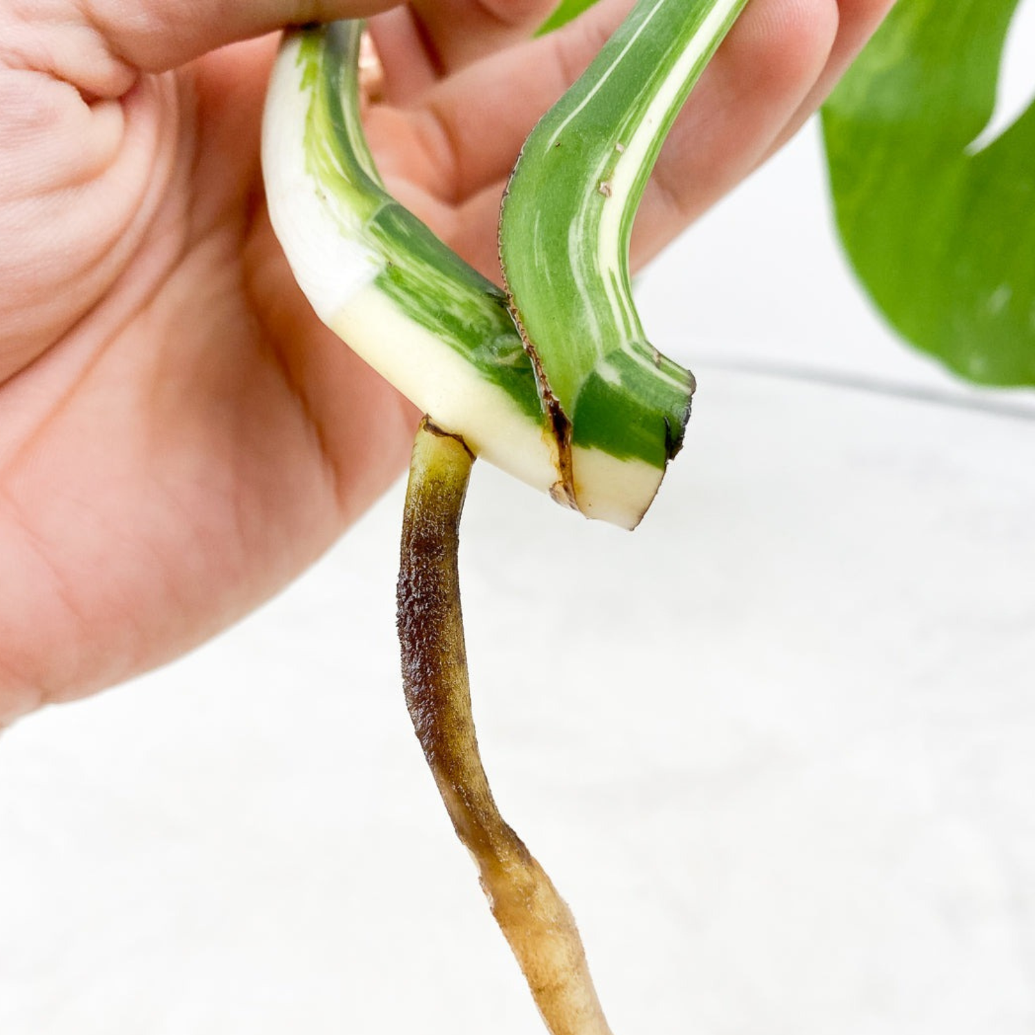 Monstera Half Moon Albo Cutting