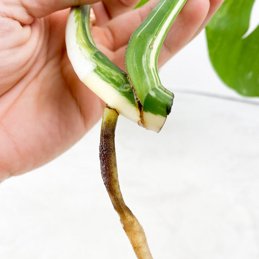 Monstera Half Moon Albo Cutting