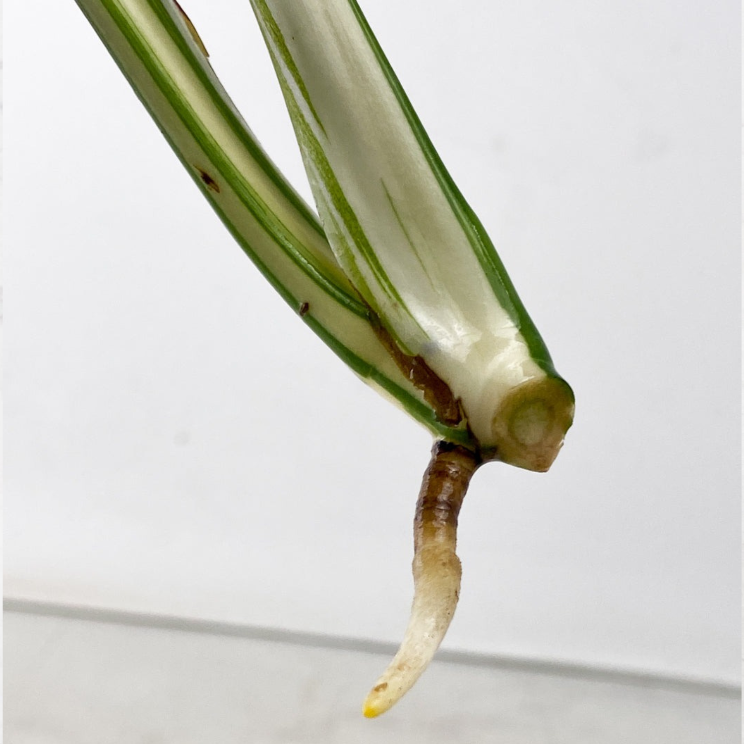 Monstera Half Moon Albo Cutting