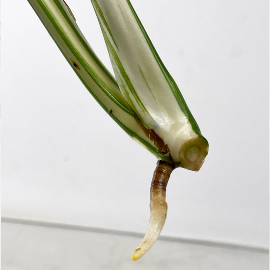 Monstera Half Moon Albo Cutting