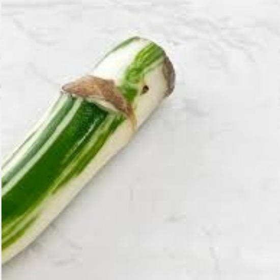 Monstera Half Moon Albo Cutting