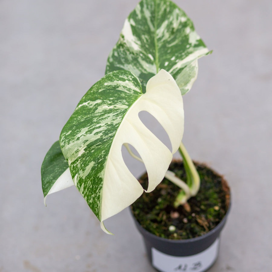 Monstera Half Moon White Albo Plant with Pot