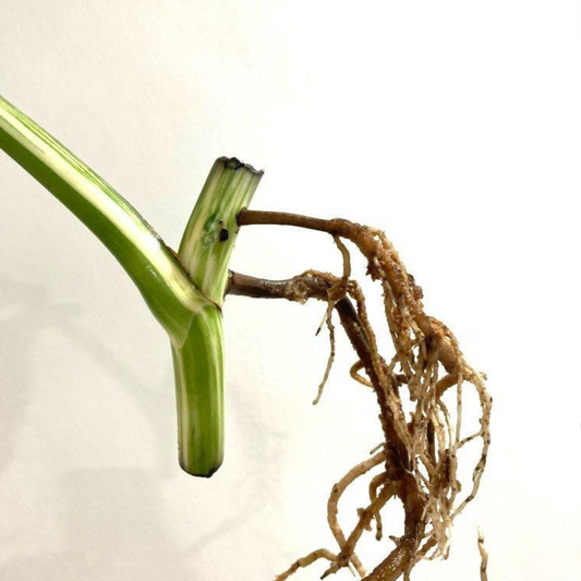 Monstera Albo High Variegated Cutting