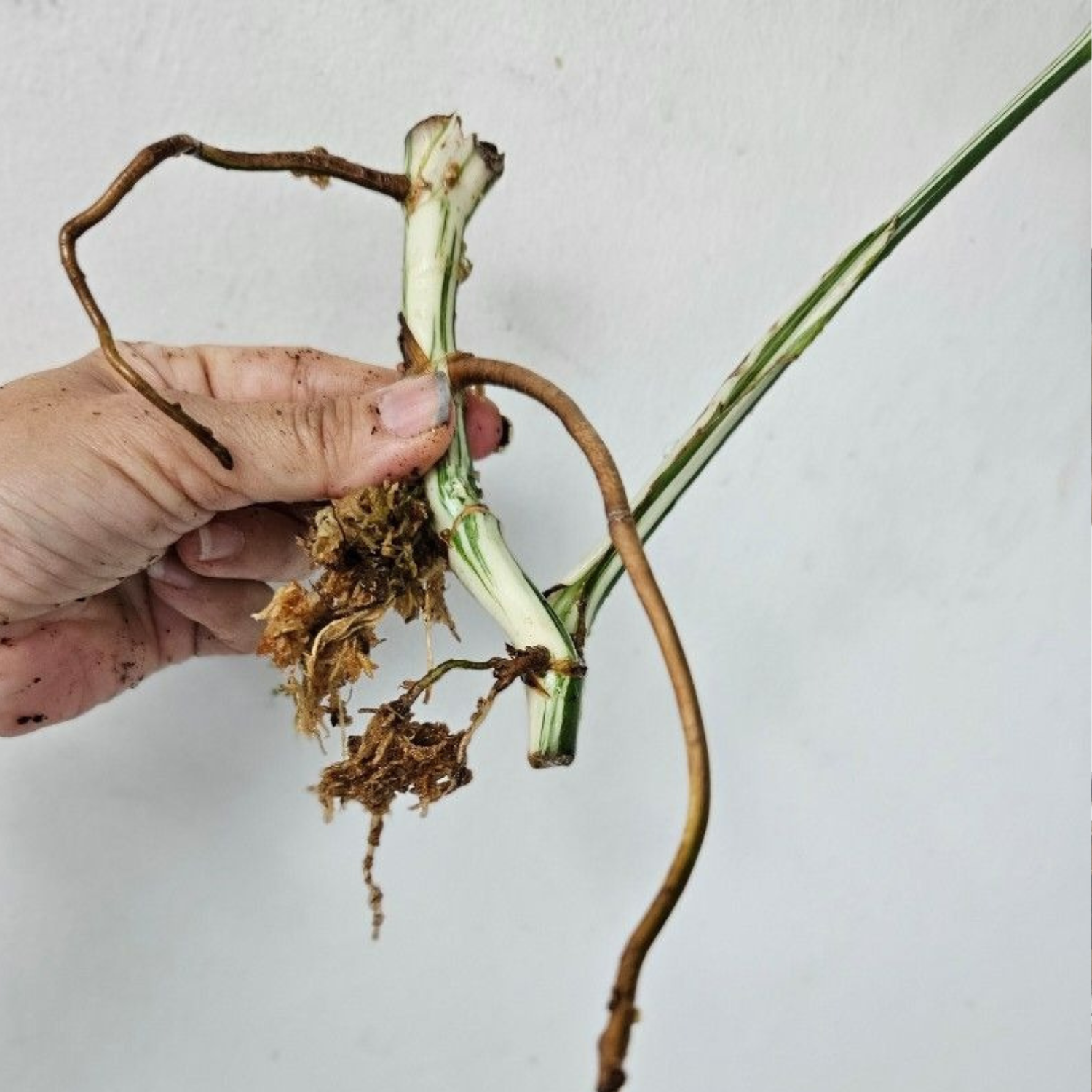 Monstera Albo High Variegated Cutting