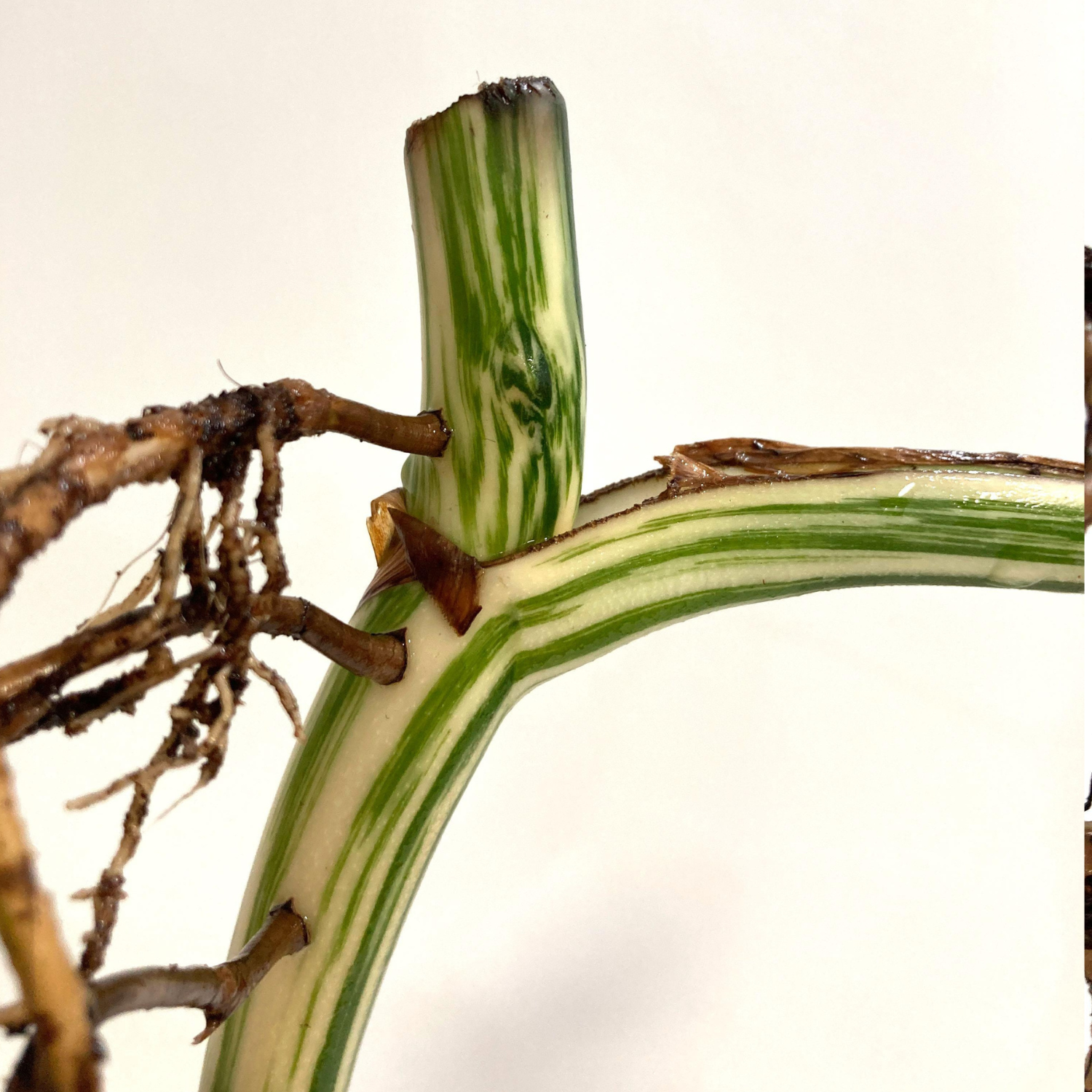 Monstera Albo High Variegated Cutting