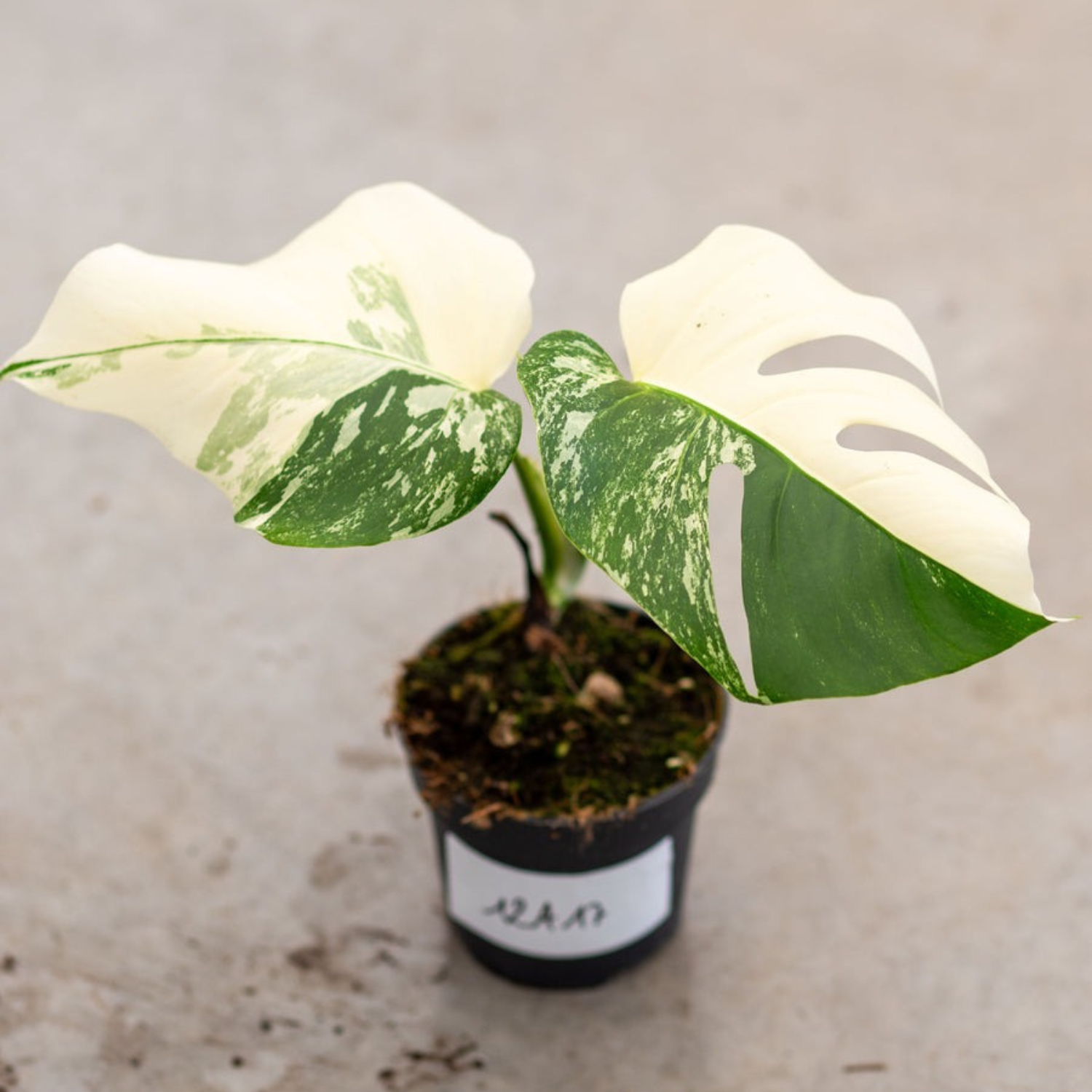 Monstera Half Moon White Albo Plant with Pot