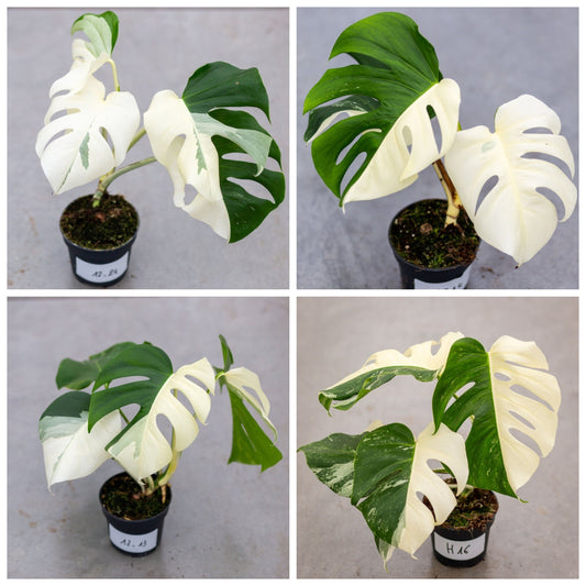 Monstera Half Moon White Albo Plant with Pot