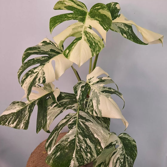 Monstera Albo High Variegated Plant