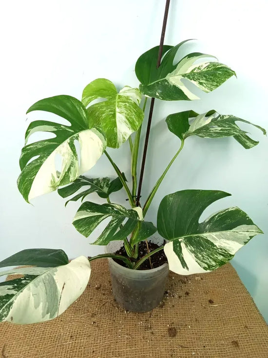 Monstera Albo High Variegated Plant