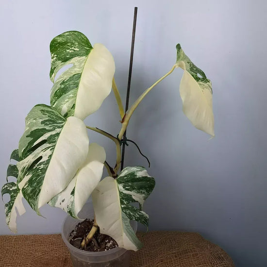 Monstera Albo High Variegated Plant