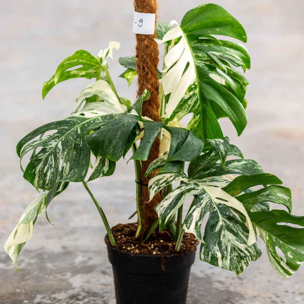 Monstera Albo Variegated Plant with Pot
