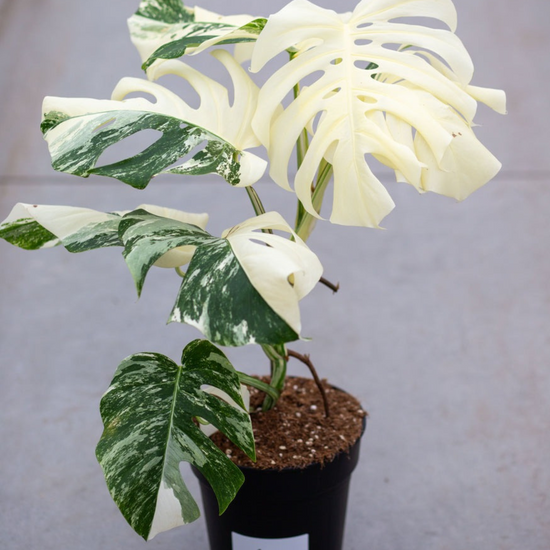Monstera Albo Variegated Plant with Pot
