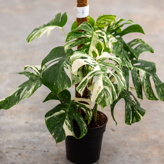 Monstera Albo Variegated Plant with Pot