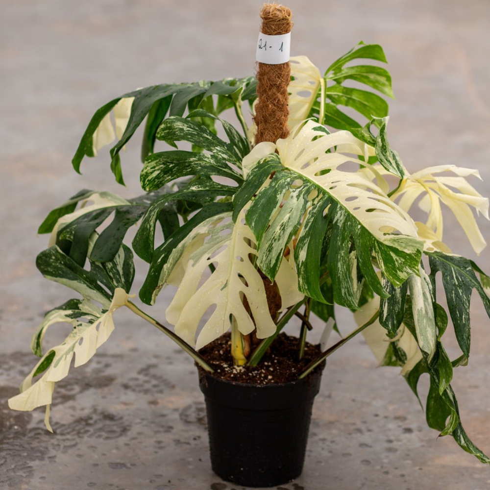 Monstera Albo Variegated Plant with Pot