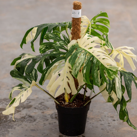Monstera Albo Variegated Plant with Pot