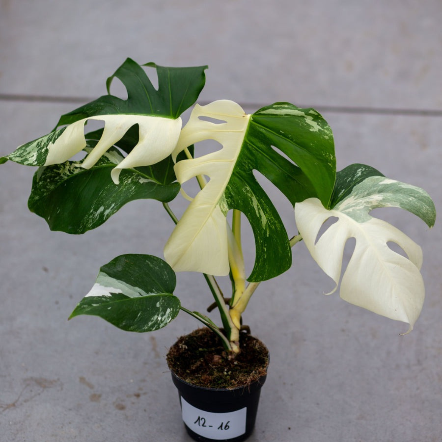 Monstera Albo Variegated Plant with Pot