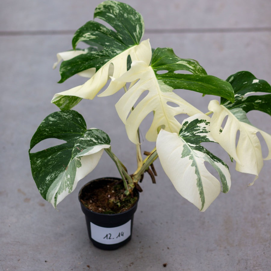 Monstera Albo Variegated Plant with Pot